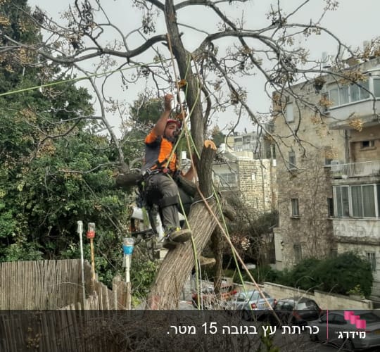 אדם גוזם עץ עם ציוד בטיחות וחבלים